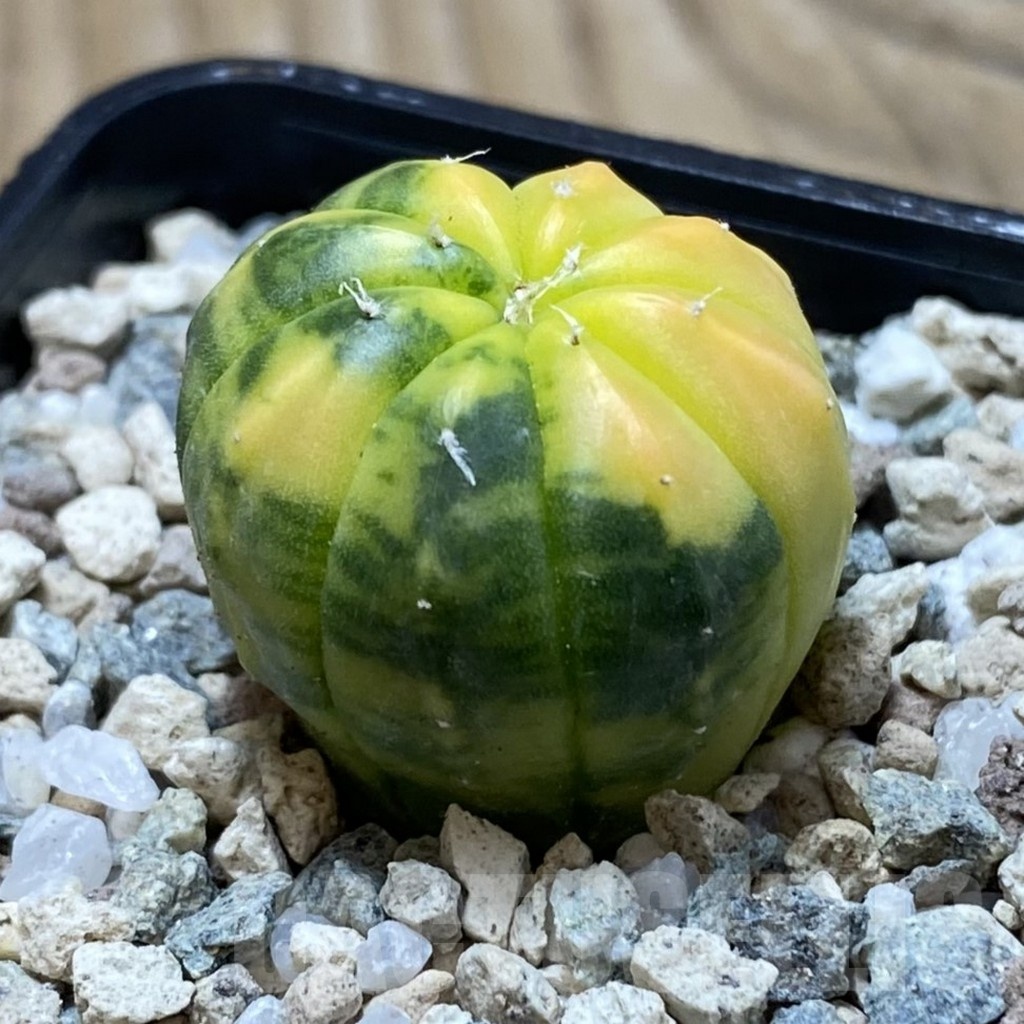 SH19753 Astrophytum asterias f. variegata - Зображення 2