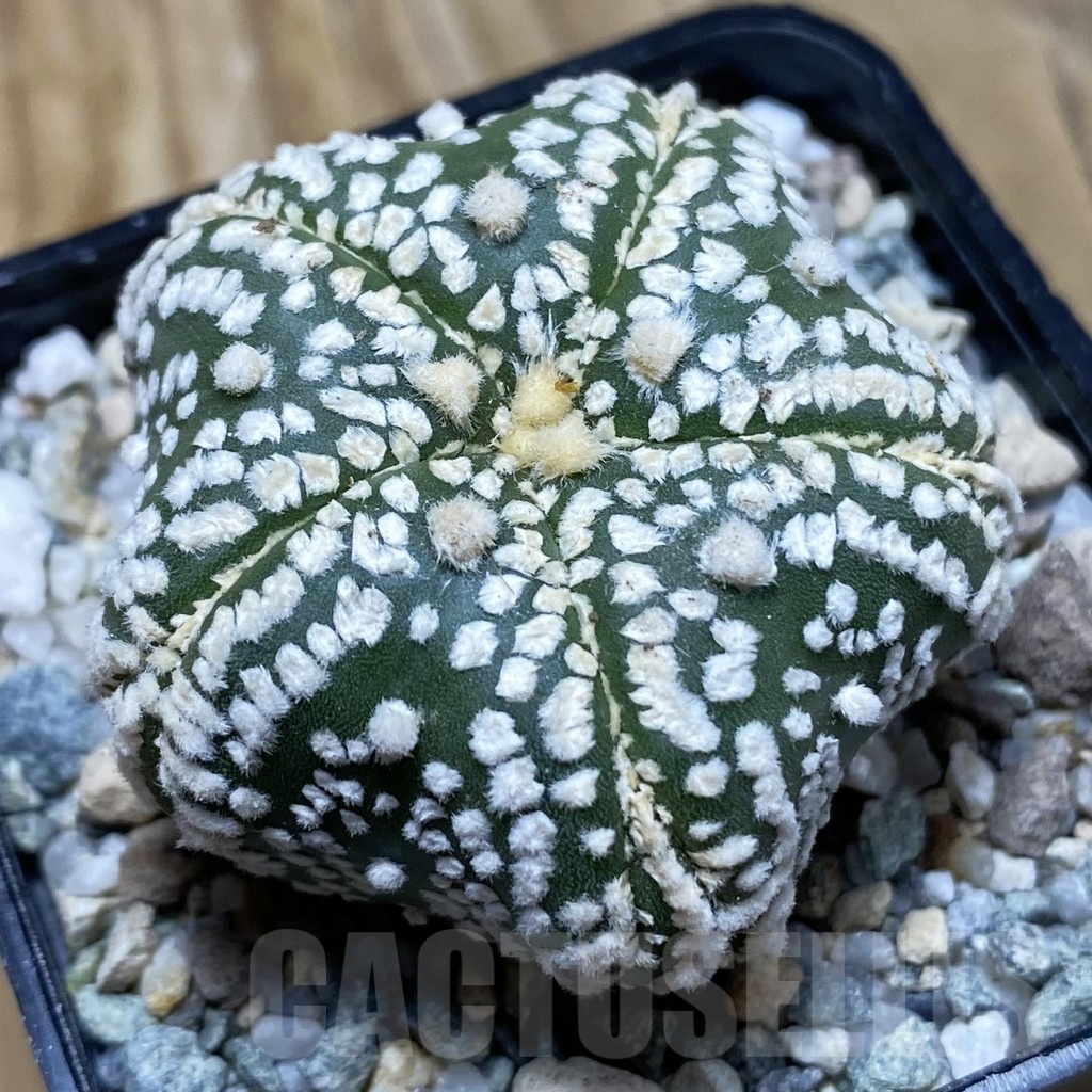 SH19756 Astrophytum asterias ‘Super Kabuto Star Shape’, 5-ribs