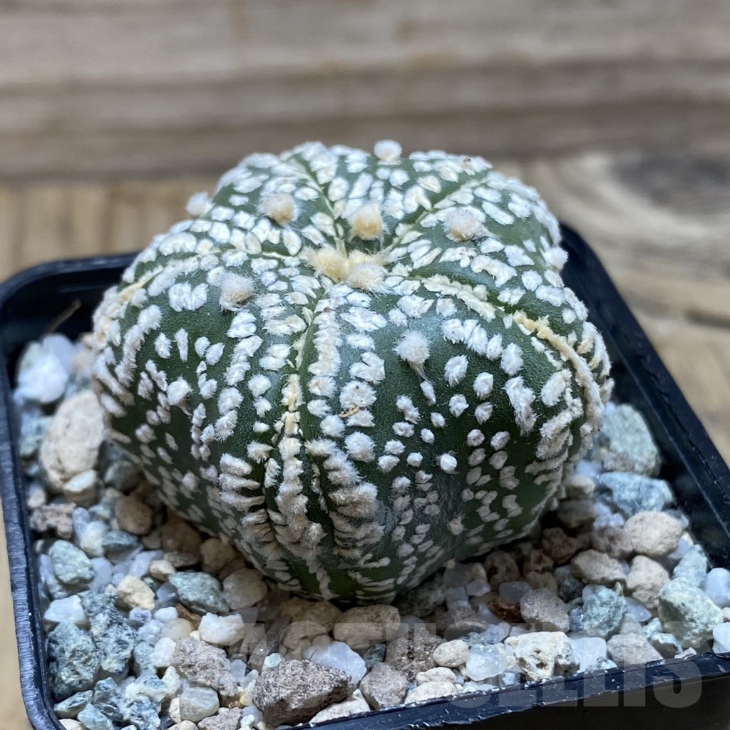 SH19756 Astrophytum asterias ‘Super Kabuto Star Shape’, 5-ribs - Image 2