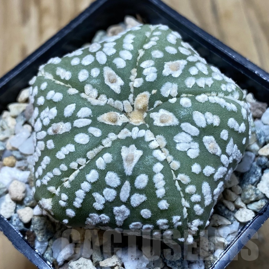 SH19758 Astrophytum asterias ‘Super Kabuto Star Shape’ V-type, 5-ribs