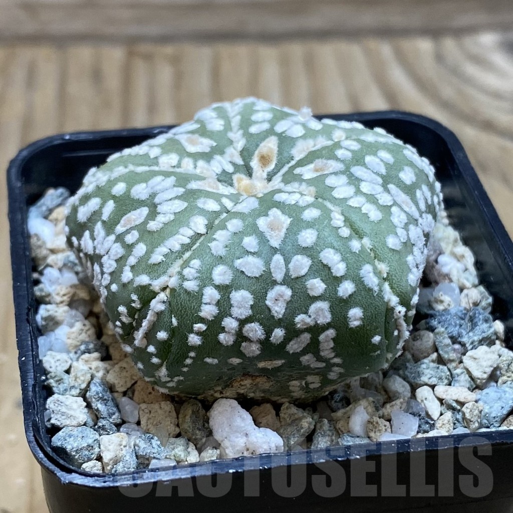 SH19758 Astrophytum asterias ‘Super Kabuto Star Shape’ V-type, 5-ribs - Зображення 2