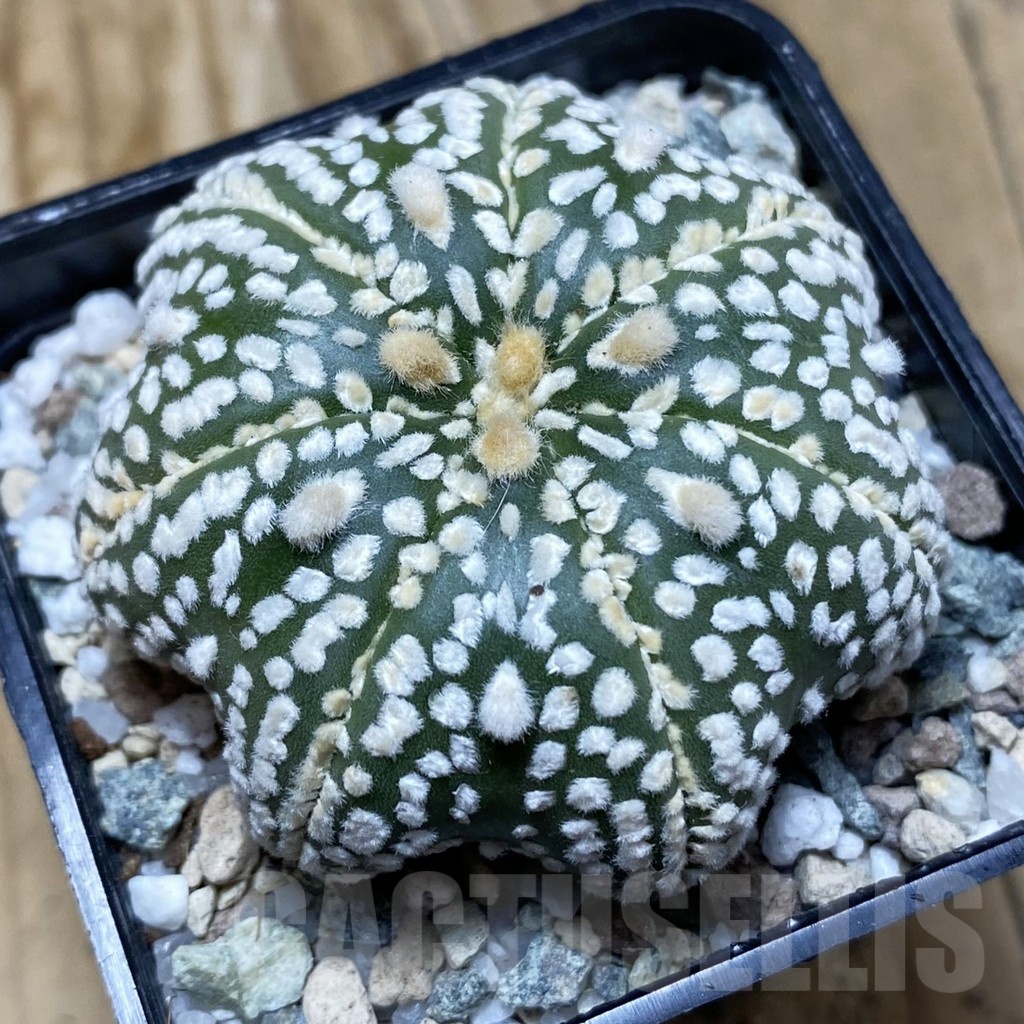 SH19759 Astrophytum asterias ‘Super Kabuto Star Shape’