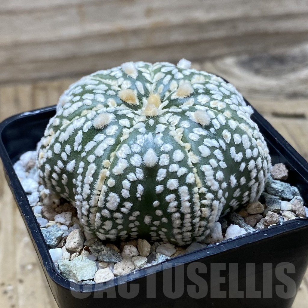 SH19759 Astrophytum asterias ‘Super Kabuto Star Shape’ - Image 2
