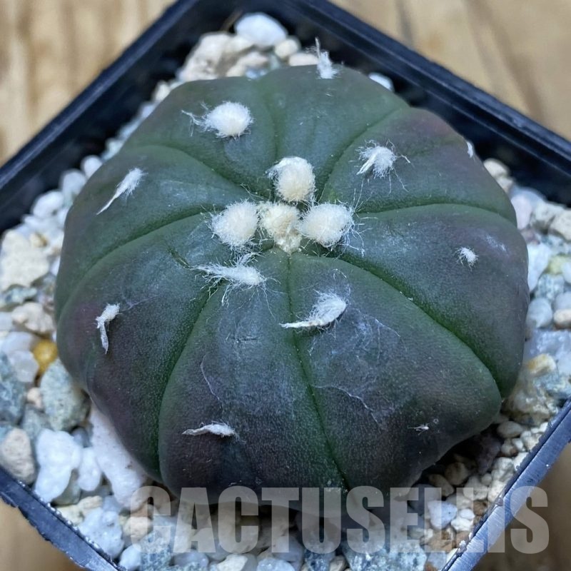 SH19764 Astrophytum asterias ‘Purple Skin’