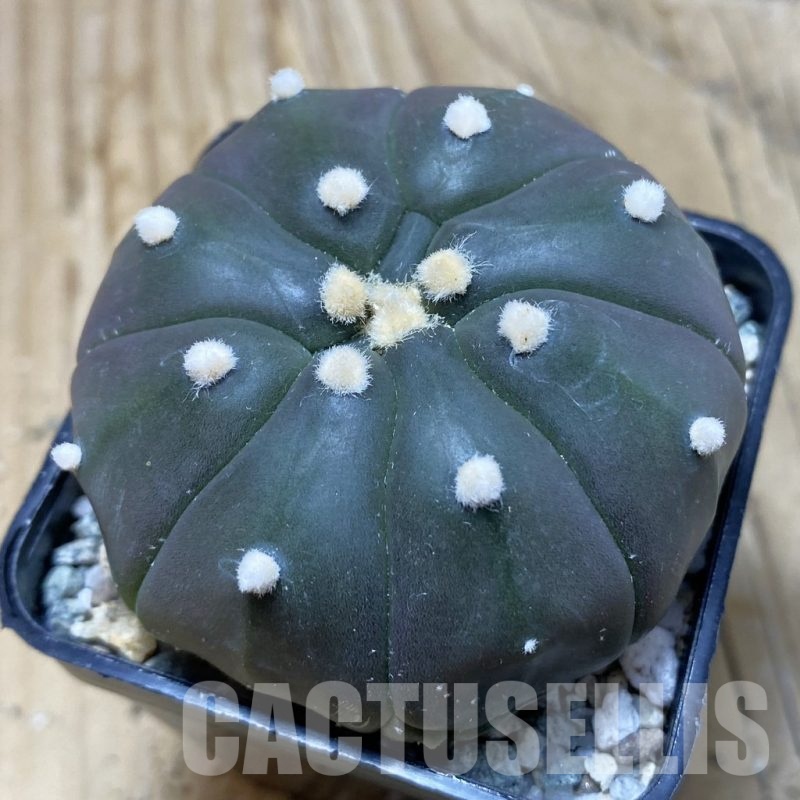 SH19765 Astrophytum asterias ‘Purple Skin’