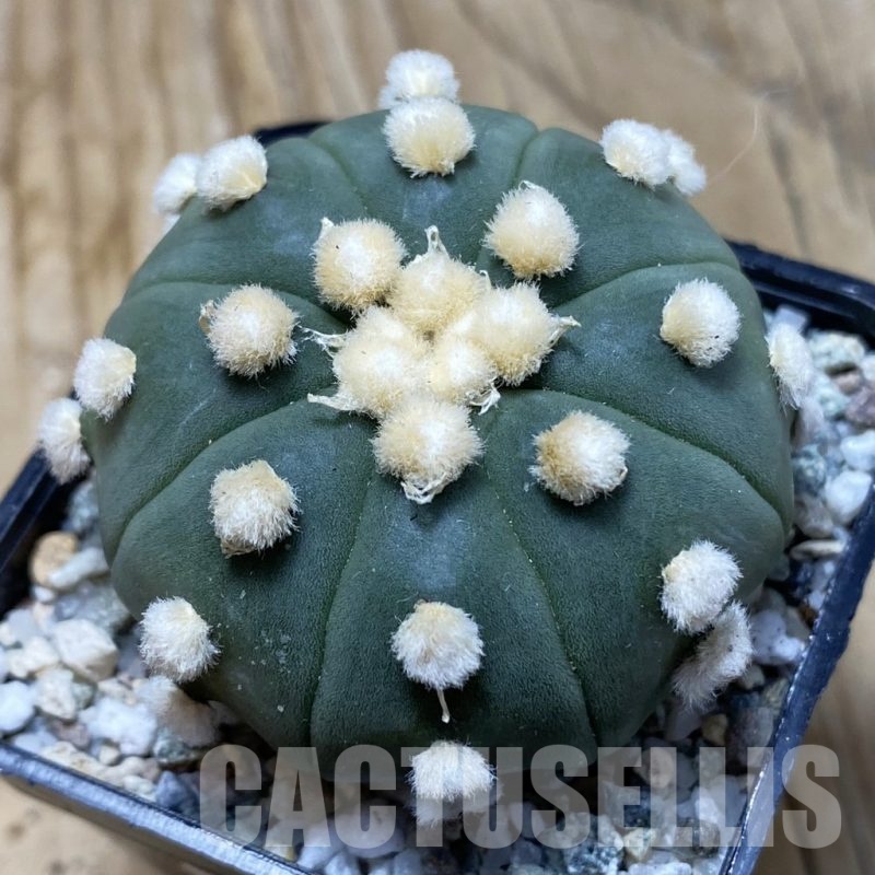 SH19767 Astrophytum asterias ‘Ooibo’