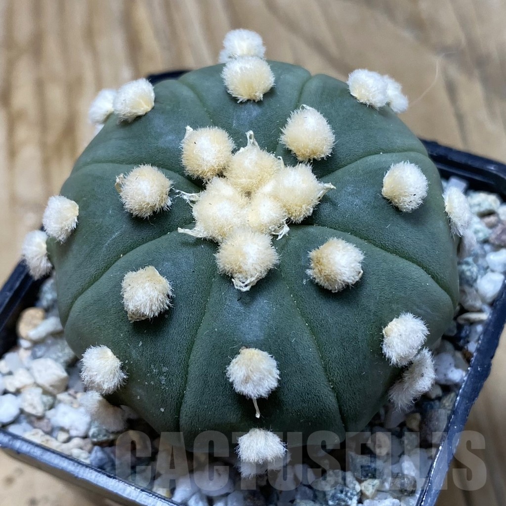 SH19767 Astrophytum asterias ‘Ooibo’