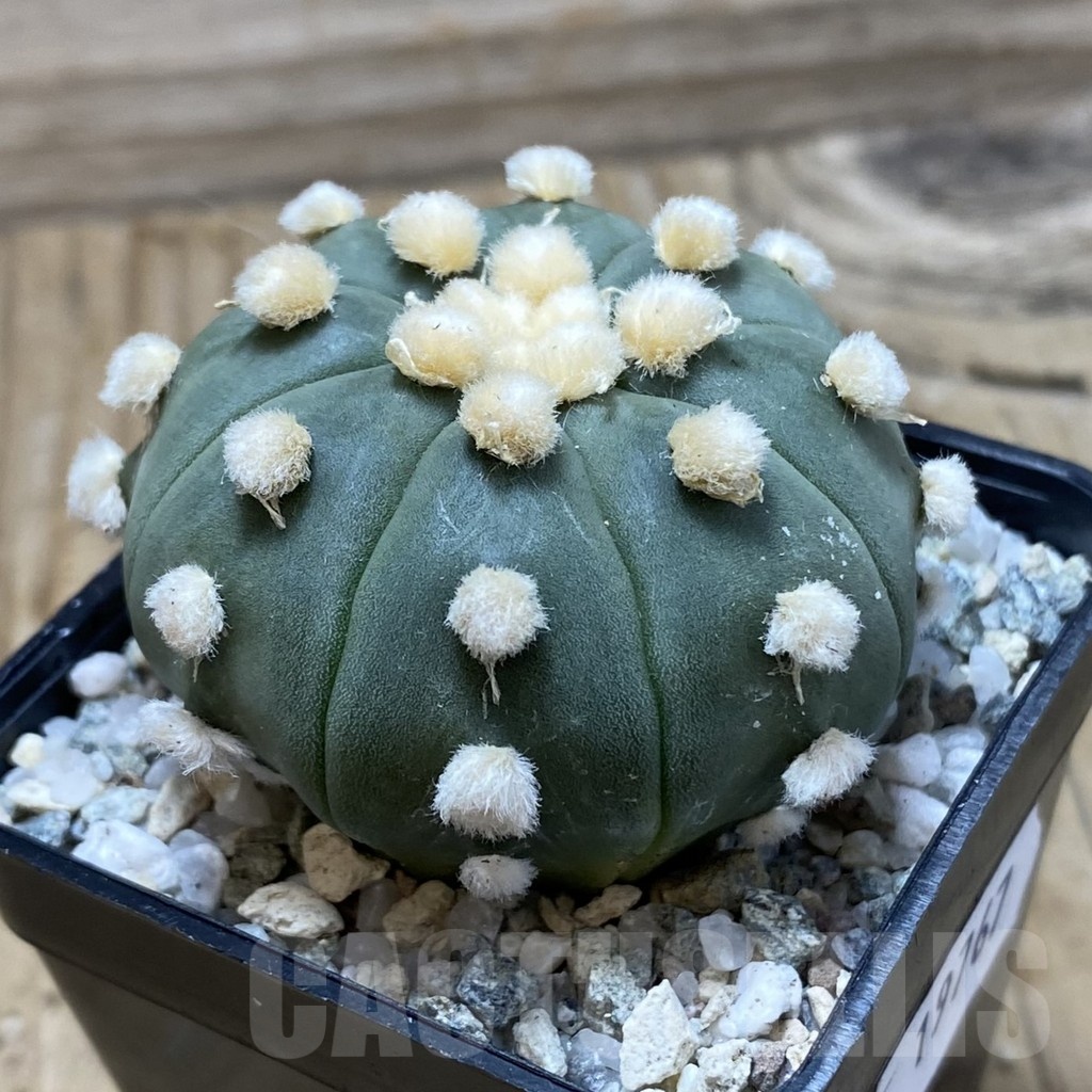 SH19767 Astrophytum asterias ‘Ooibo’ - Image 2