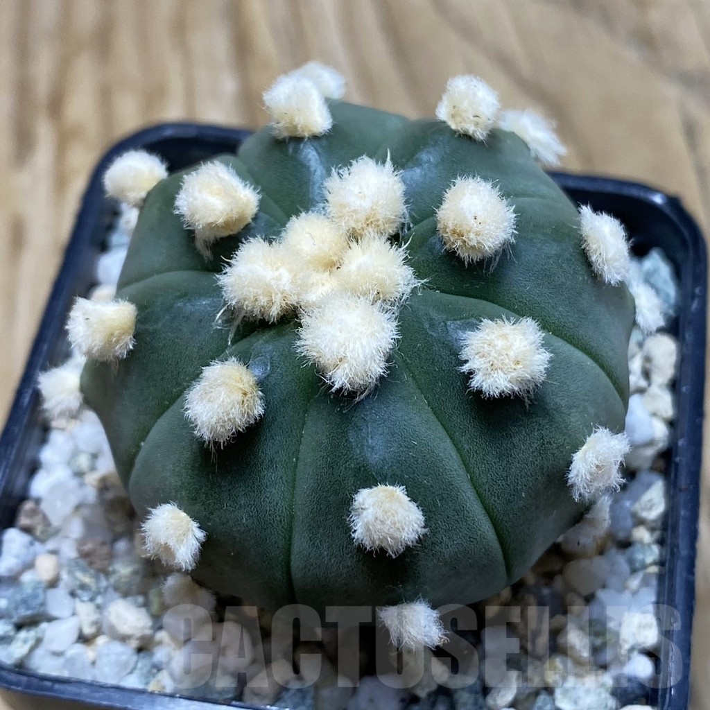 SH19768 Astrophytum asterias ‘Ooibo’