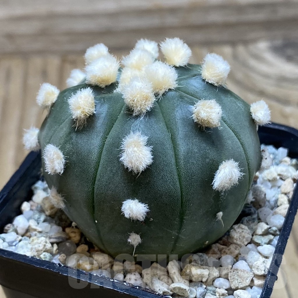 SH19768 Astrophytum asterias ‘Ooibo’ - Зображення 2