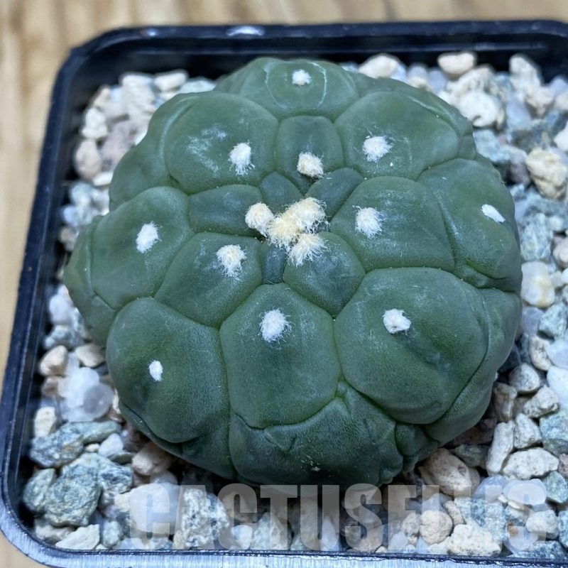 SH19770 Astrophytum asterias ‘Kikko Lizard Skin’