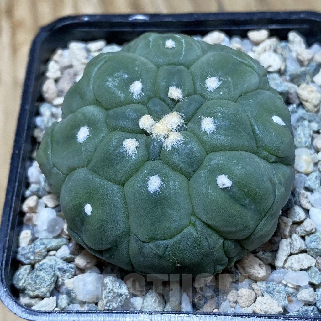 SH19770 Astrophytum asterias ‘Kikko Lizard Skin’