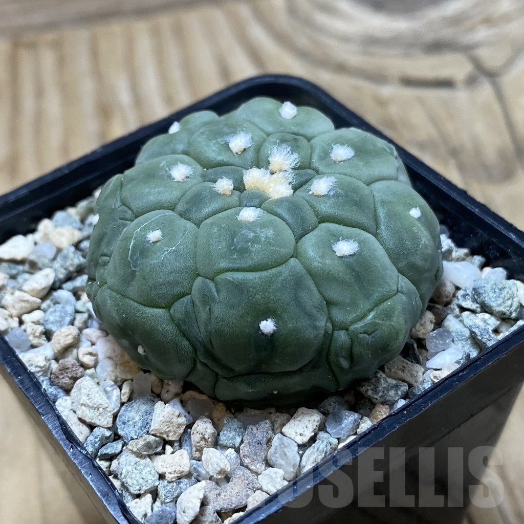 SH19770 Astrophytum asterias ‘Kikko Lizard Skin’ - Image 2