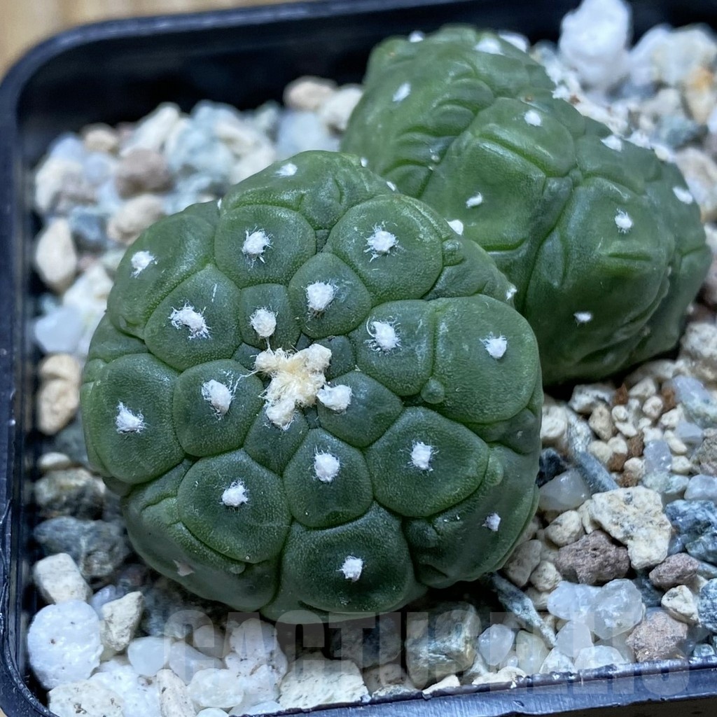 SH19771 Astrophytum asterias ‘Kikko Lizard Skin’