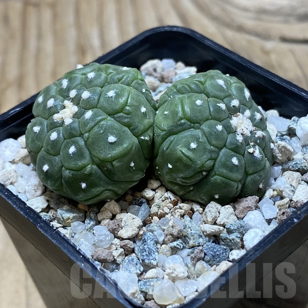 SH19771 Astrophytum asterias ‘Kikko Lizard Skin’ - Image 2