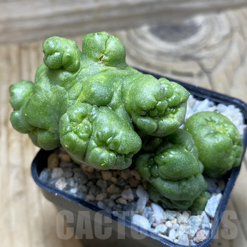 SH19776 Mammillaria spinosissima ‘Uno Pico’ f. monstrosa