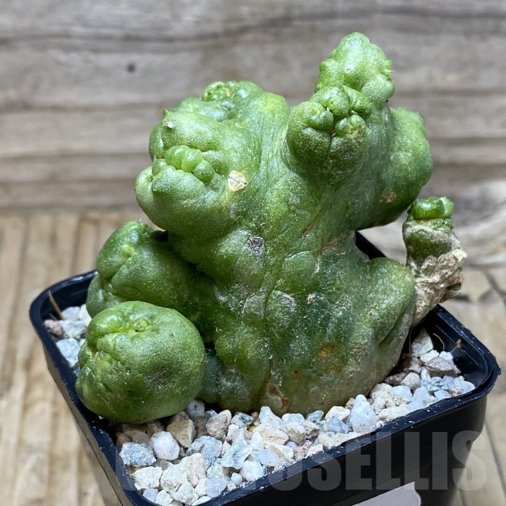 SH19776 Mammillaria spinosissima ‘Uno Pico’ f. monstrosa - Image 2