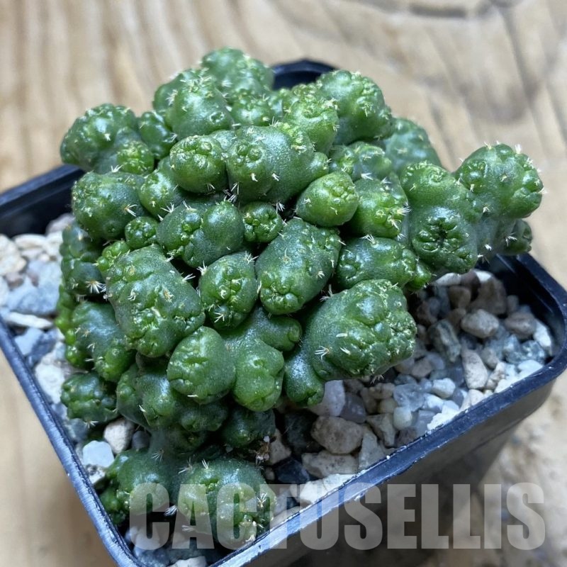 SH19777 Coryphantha elephantidens f. monstrosa