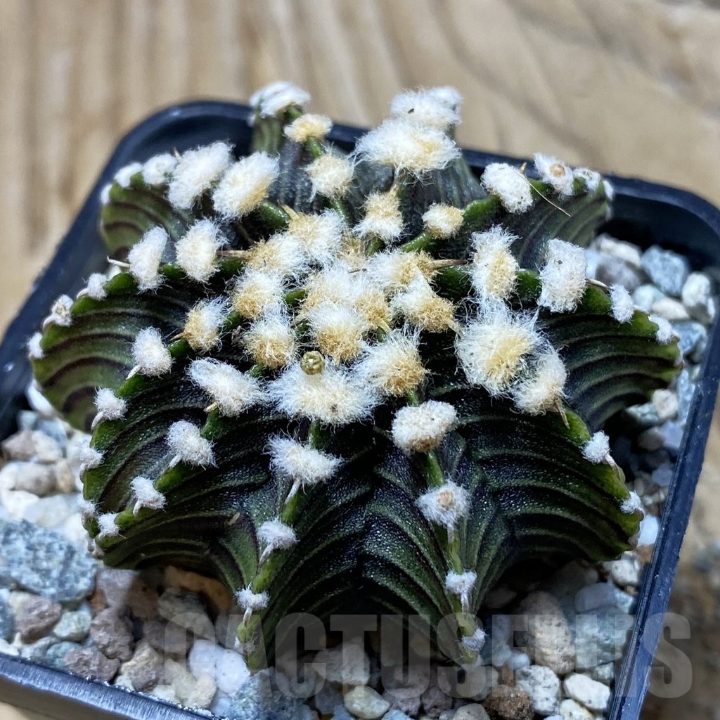 SH19779 Gymnocalycium friedrichii LB2178
