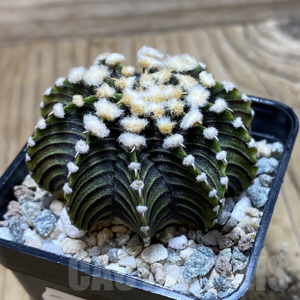 SH19779 Gymnocalycium friedrichii LB2178 - Image 2
