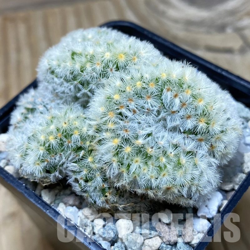 SH19725 Mammillaria carmenae f. cristata