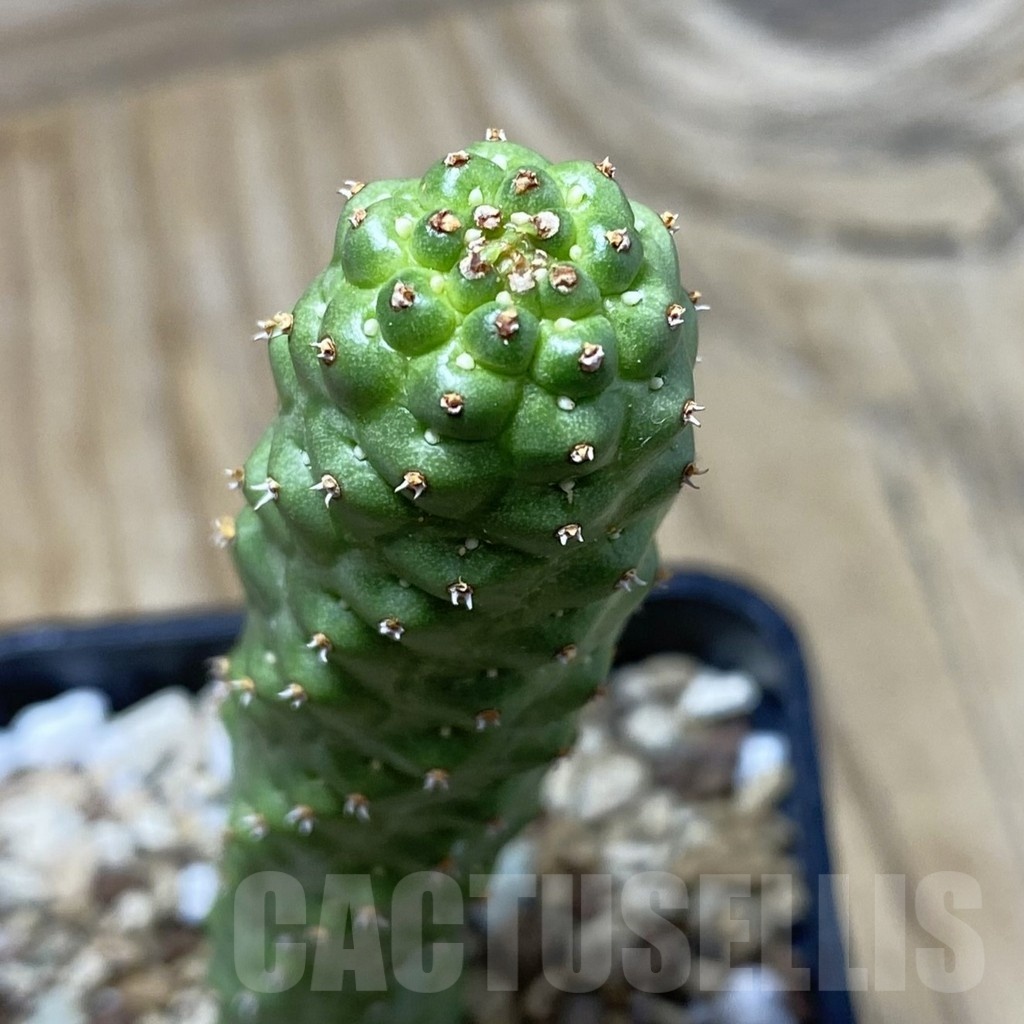 SH19780 Euphorbia echinus x tortirama x gymnocalycioides