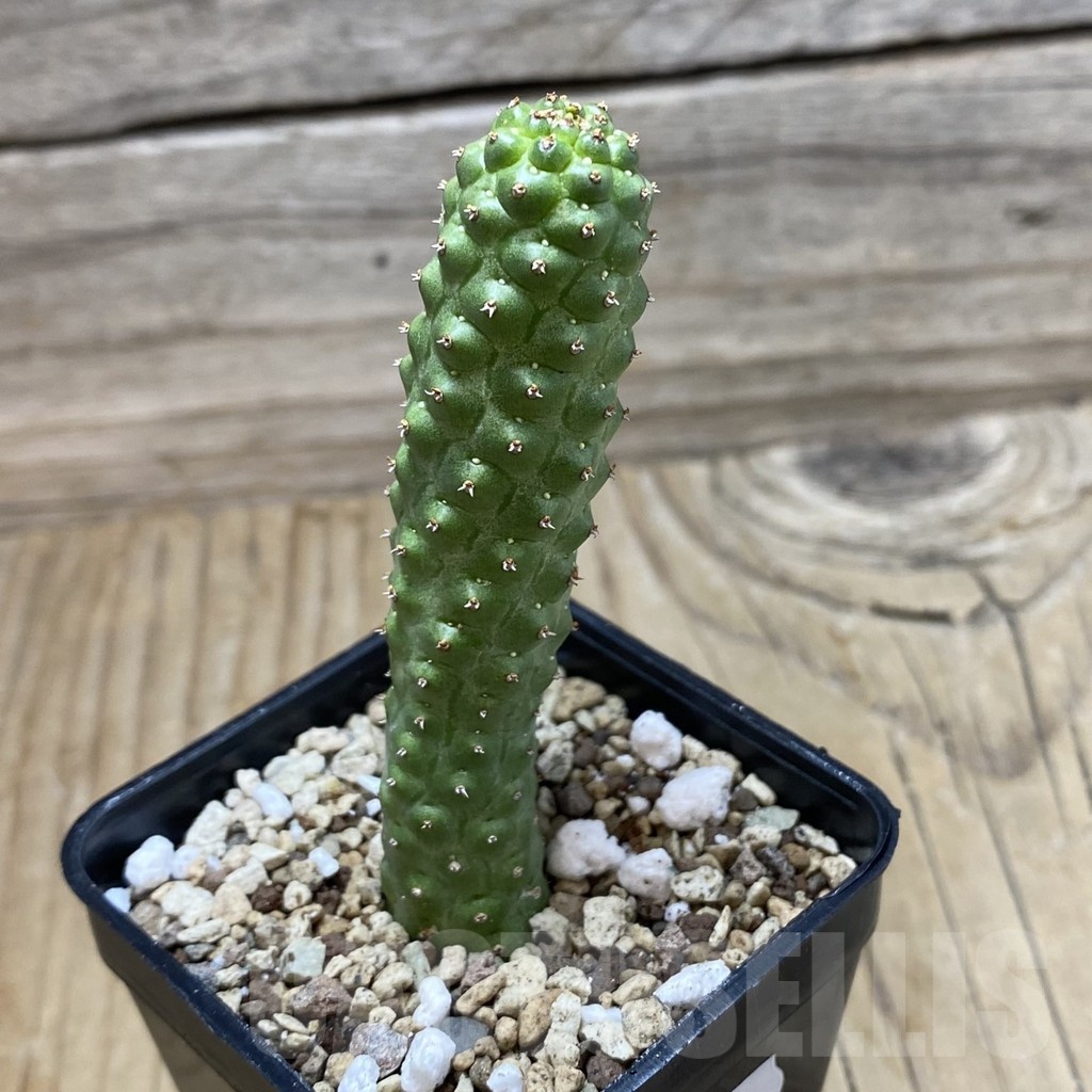 SH19780 Euphorbia echinus x tortirama x gymnocalycioides - Image 2