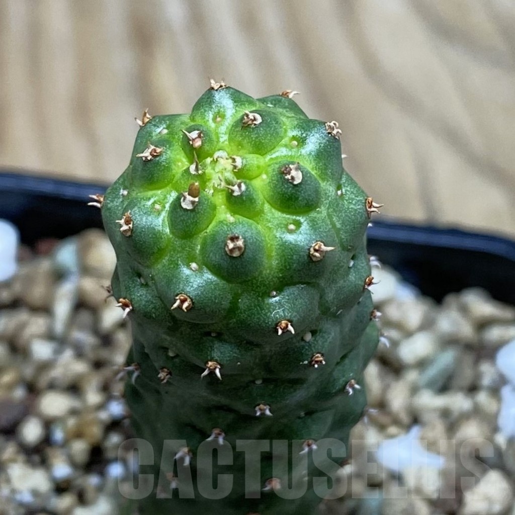 SH19781 Euphorbia echinus x tortirama x gymnocalycioides