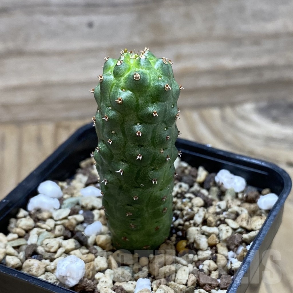 SH19781 Euphorbia echinus x tortirama x gymnocalycioides - Image 2