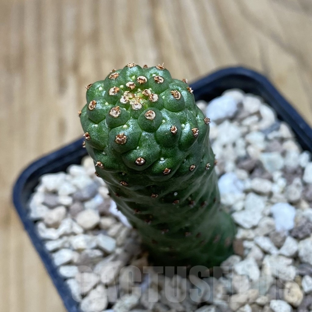 SH19782 Euphorbia echinus x tortirama x gymnocalycioides