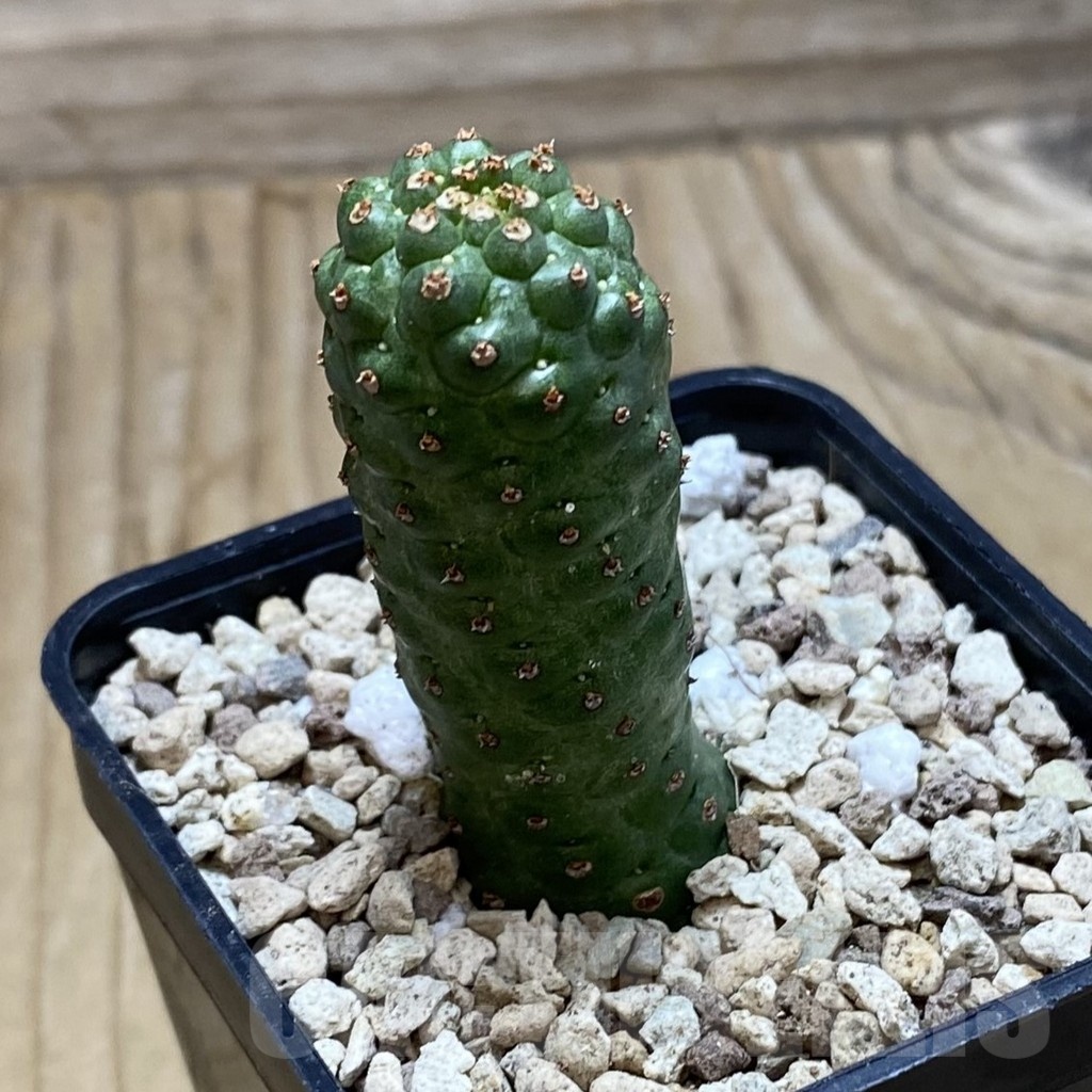 SH19782 Euphorbia echinus x tortirama x gymnocalycioides - Image 2