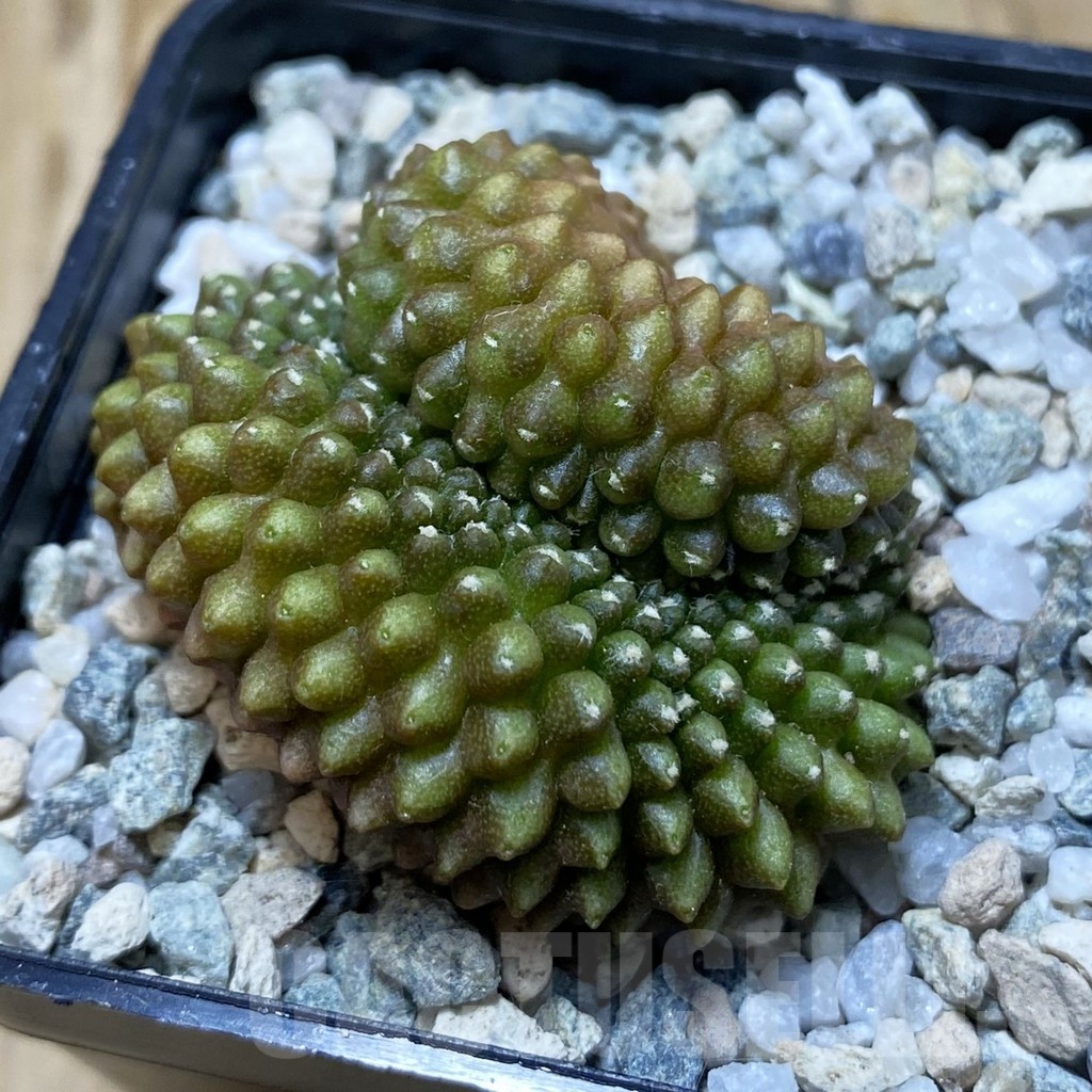 SH19784 Gymnocalycium mihanovichii ‘inermis’ f. cristata