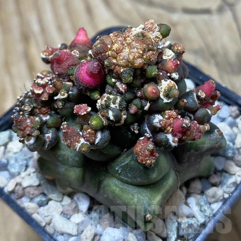 SH19787 Gymnocalycium mihanovichii 'Transformer'