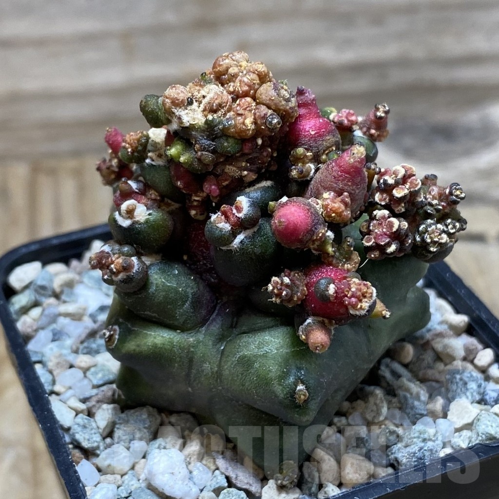 SH19787 Gymnocalycium mihanovichii 'Transformer' - Image 2