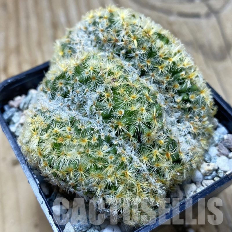 SH19726 Mammillaria schiedeana f. cristata