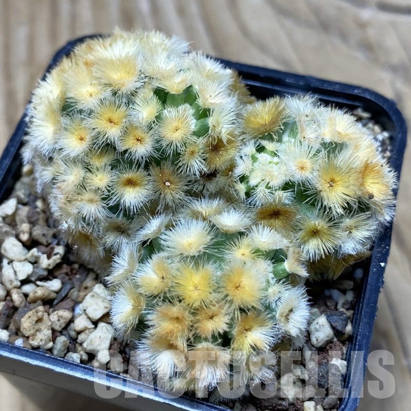 SH19727 Mammillaria carmenae ‘Buddha’