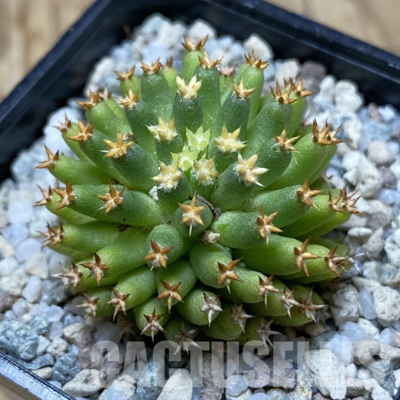 SH19728 Mammillaria camptotricha ‘Bru’
