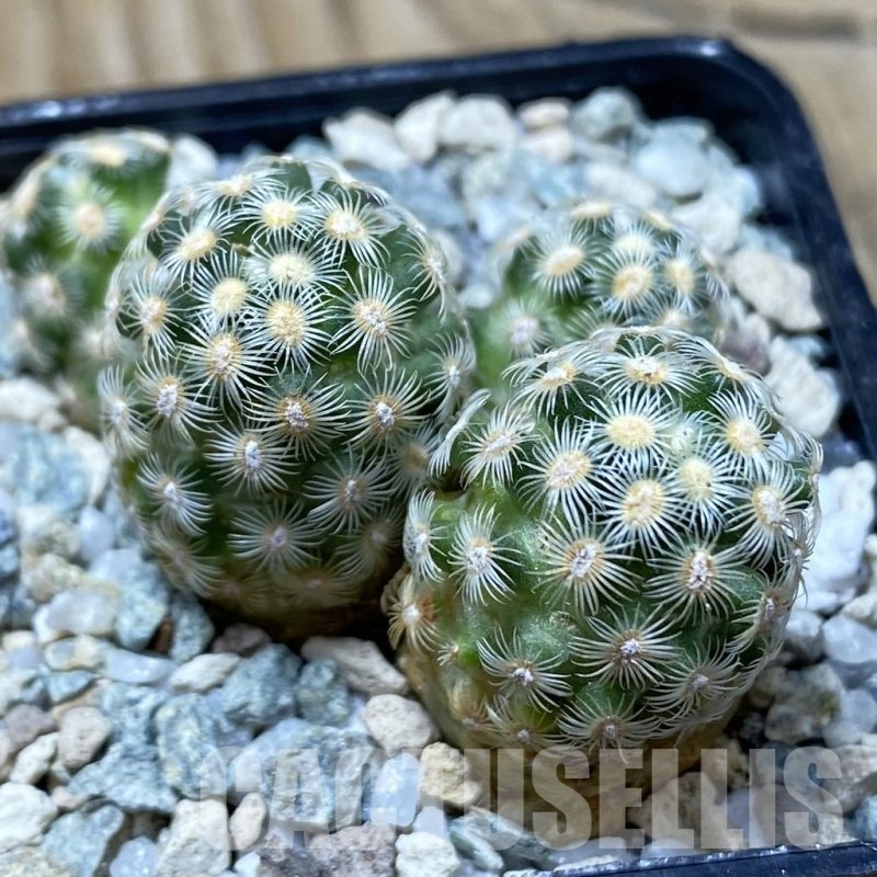 SH19729 Mammillaria saboae v. haudeana