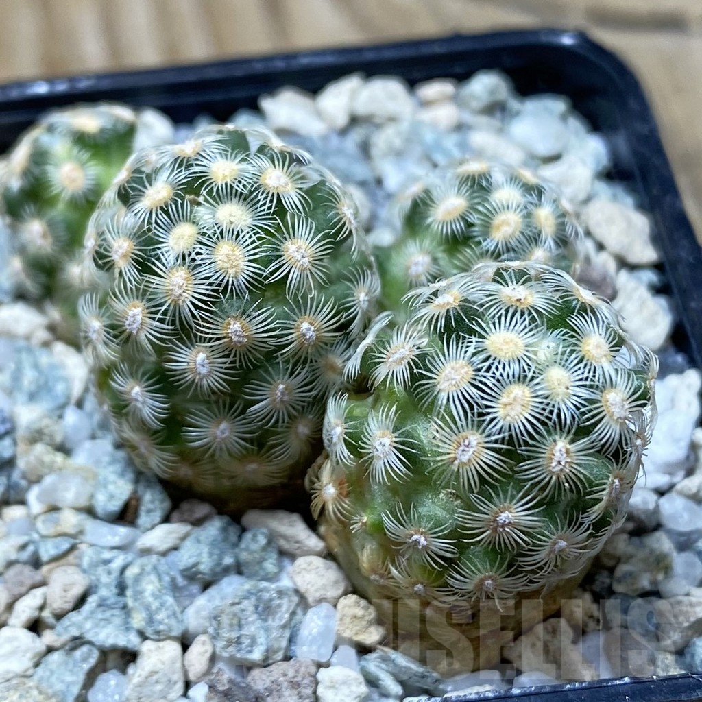 SH19729 Mammillaria saboae v. haudeana