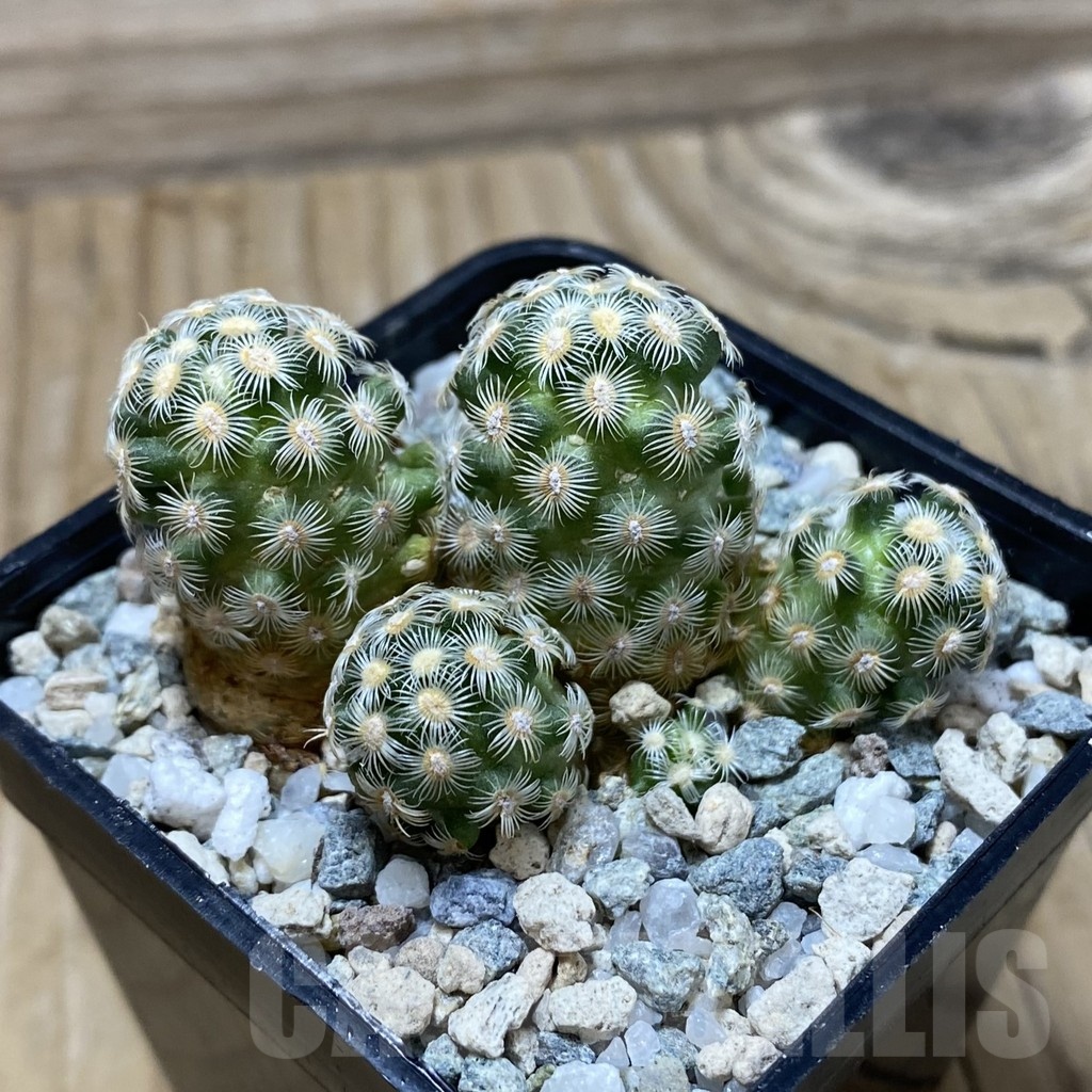 SH19729 Mammillaria saboae v. haudeana - Image 2