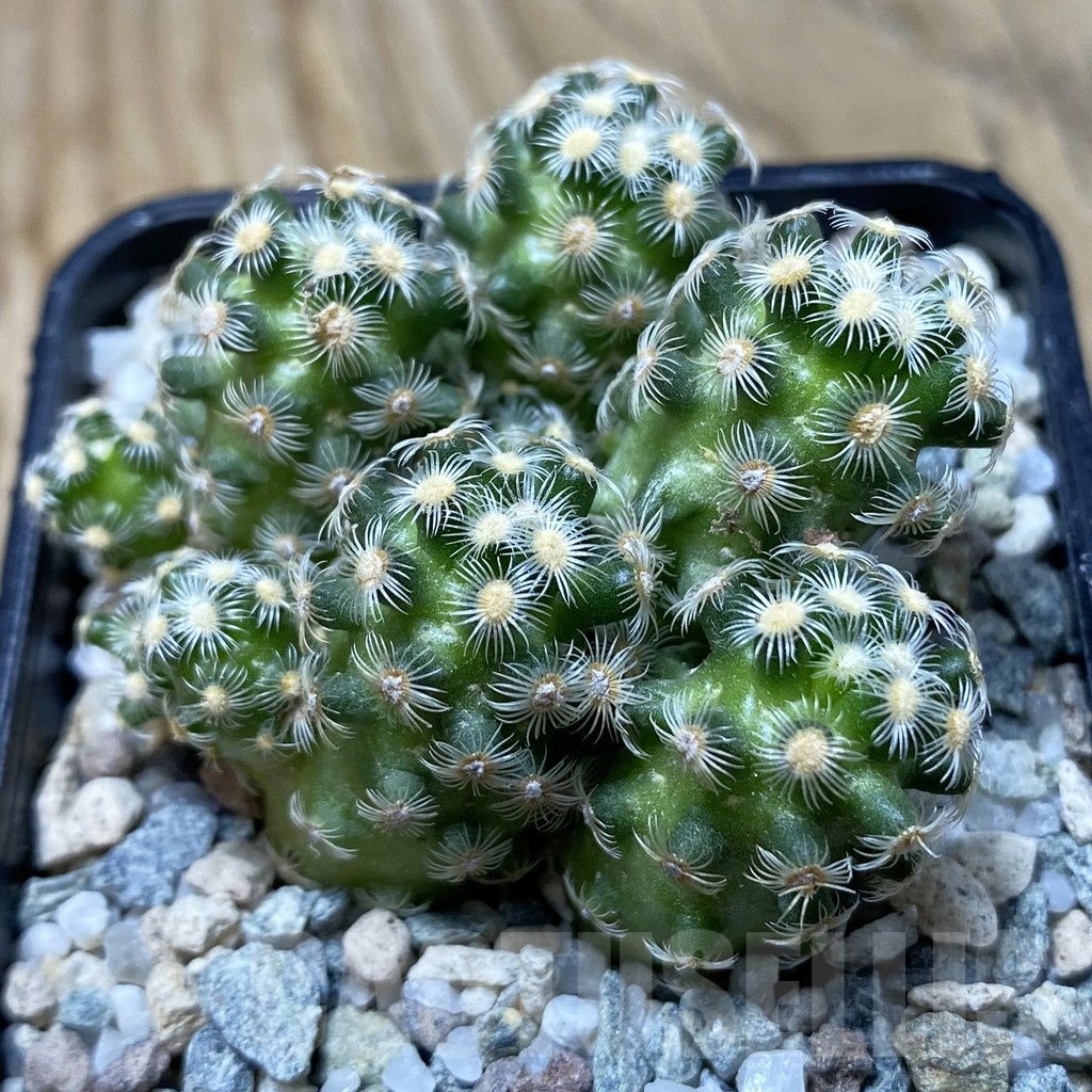 SH19730 Mammillaria saboae v. haudeana