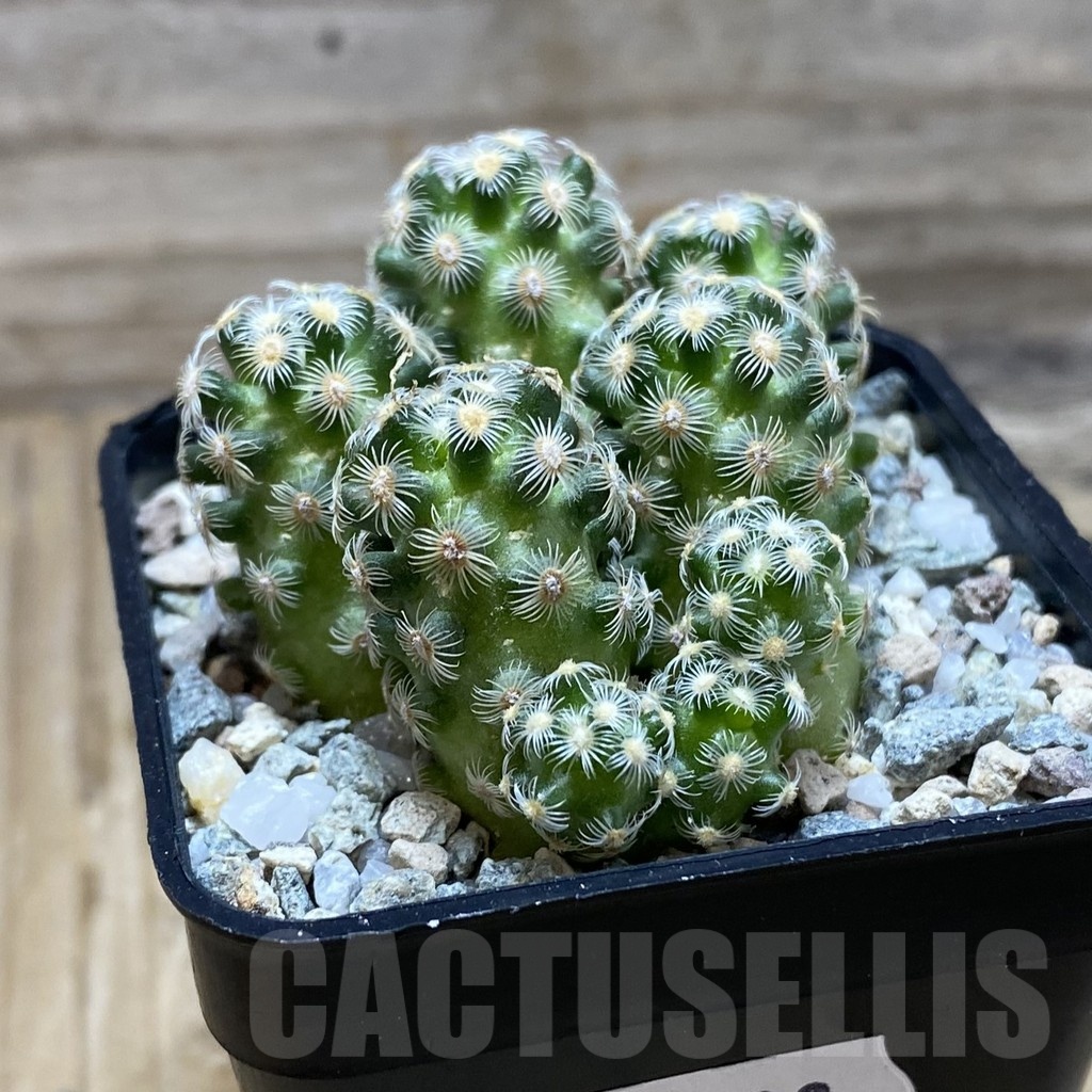 SH19730 Mammillaria saboae v. haudeana - Image 2