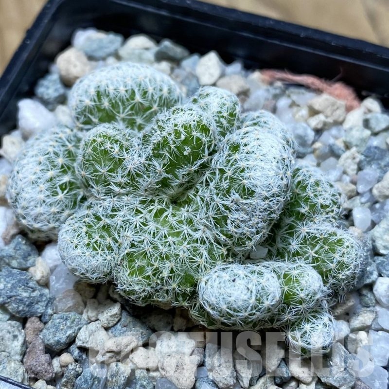 SH19732 Mammillaria humboldtii f. cristata