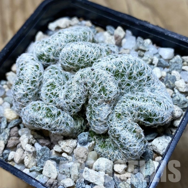 SH19733 Mammillaria humboldtii f. cristata