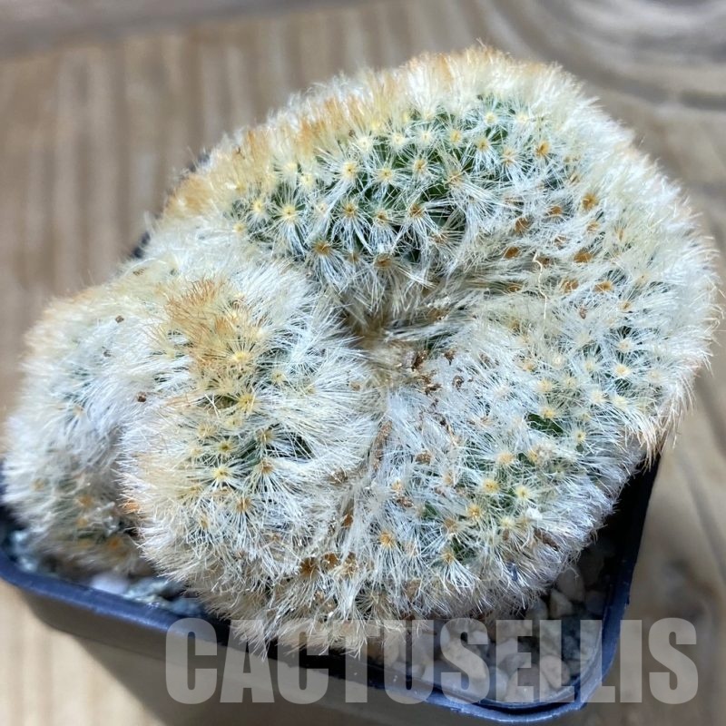 SH19734 Mammillaria carmenae f. cristata