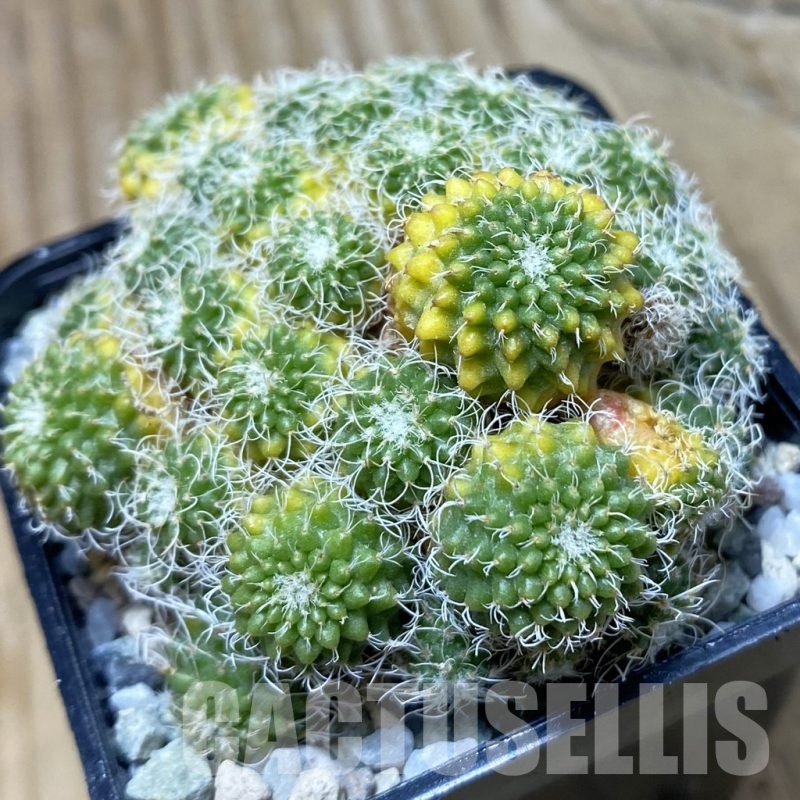 SH19735 Turbinicarpus horripilus f. monstrosa