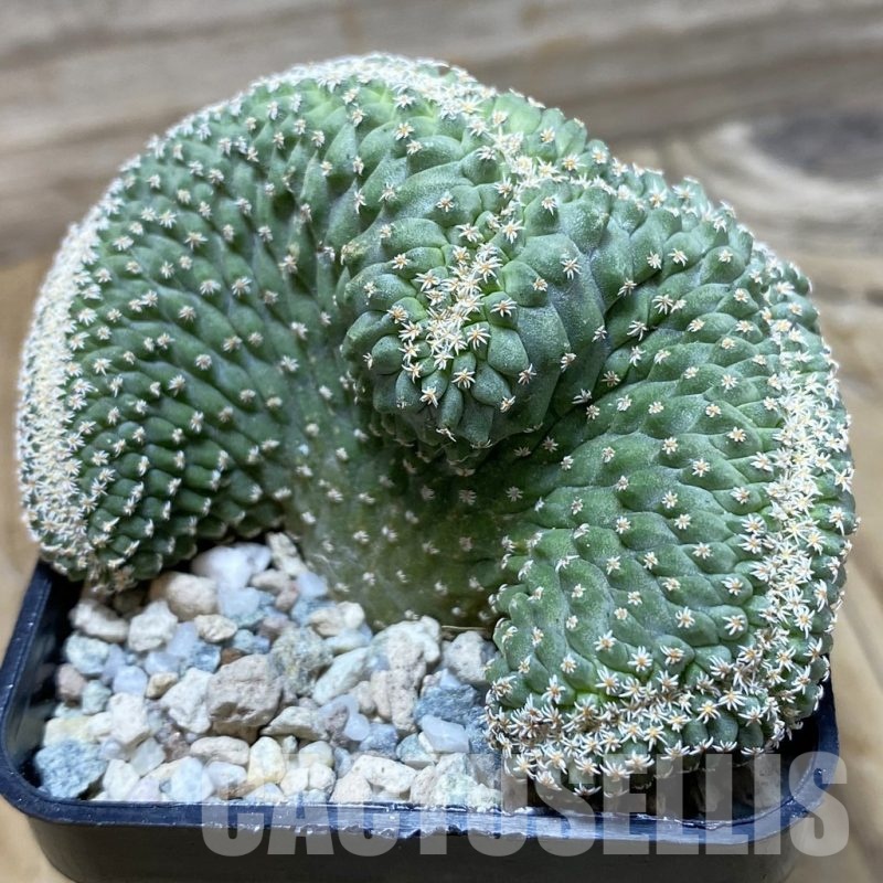 SH19736 Strombocactus disciformis f. cristata, own roots
