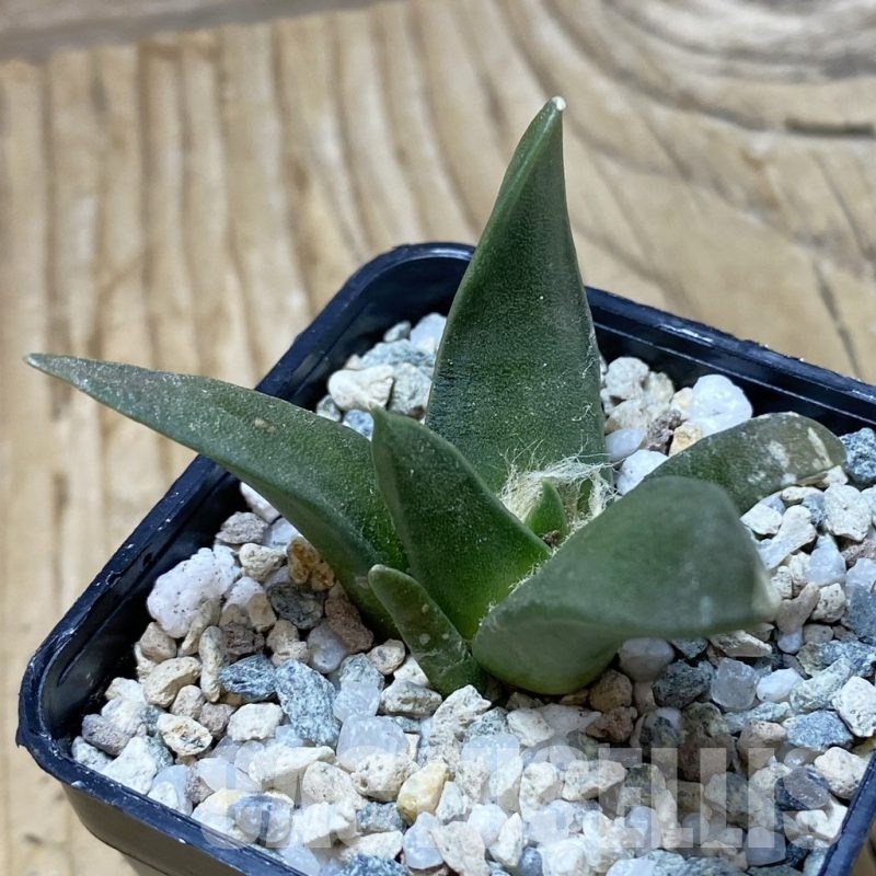 SH19740 Ariocarpus trigonus, own roots