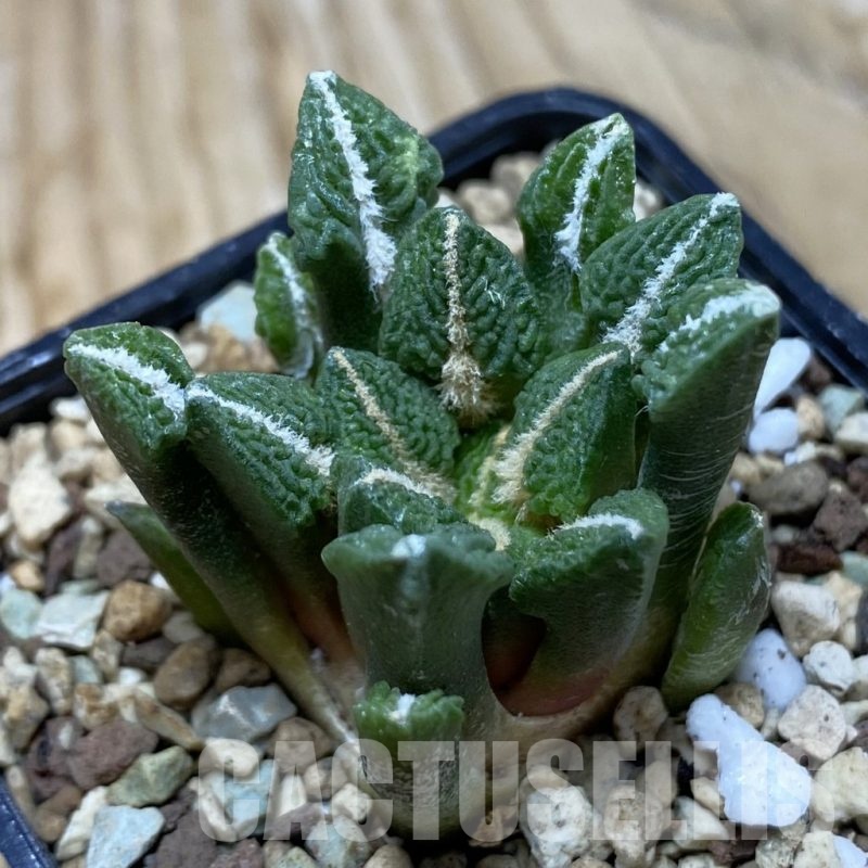 SH19741 Ariocarpus kotschoubeyanus v. elephantidens x fissuratus ‘Godzilla’, own roots