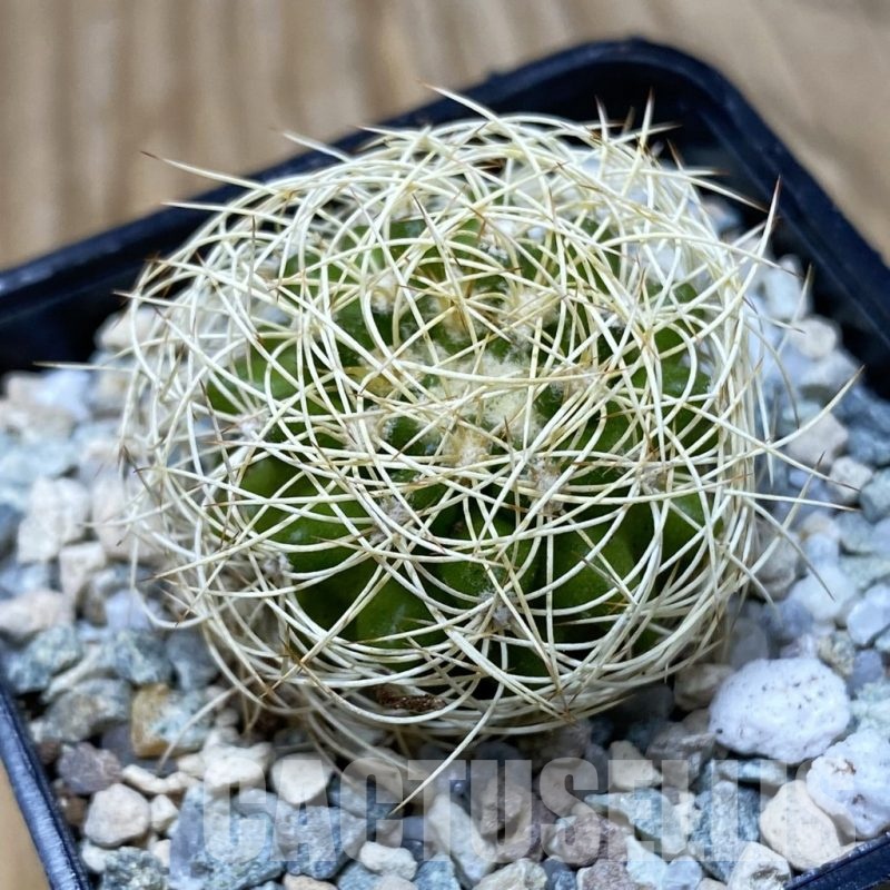 SH19746 Discocactus araneispinus